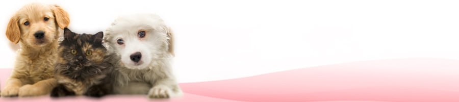 �L�E����p�E���h�~��